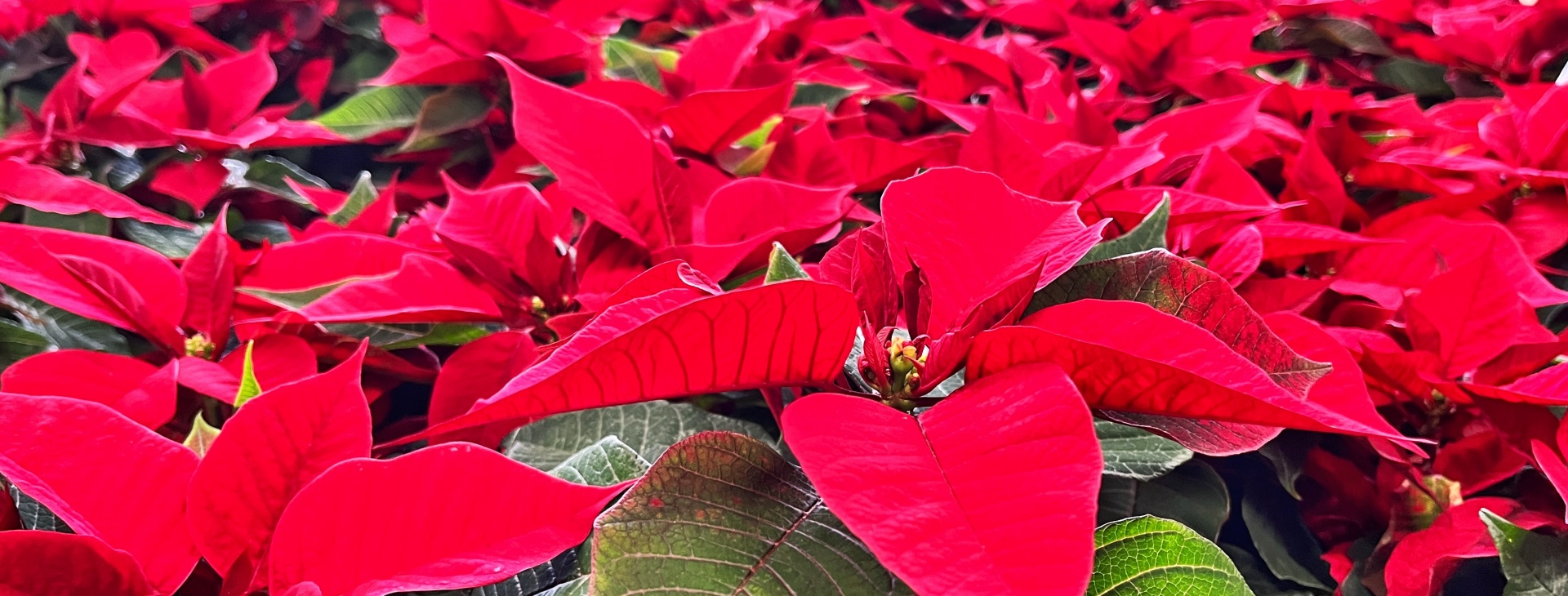 Zahradnictv� Krumlov